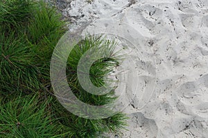 Green pine needles lie atop white sand