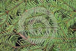 Green pine and spurce branches with needles closeup as coniferous trees background.