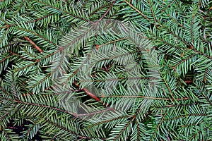 Green pine and spurce branches with needles closeup as coniferous trees background.