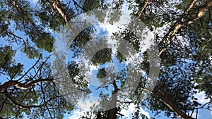 Green pine tops in front of the blue sky swaying in light wind. Looking up into treetops in the pinewood forest, ground view, from