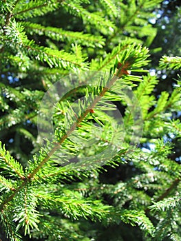 Green Pine Tree.