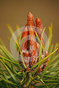 Green pine tree background with fresh buds at spring.