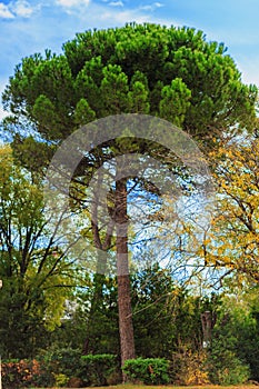 Green pine tree on blue sky background