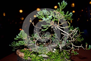 Green Pine Tree Bonsai