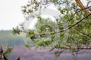 Green pine tree branch on cloudy sky background