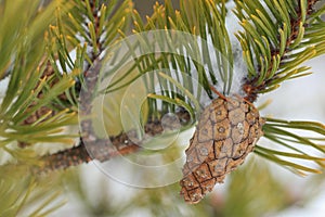 Green pine tree branch with a cone.