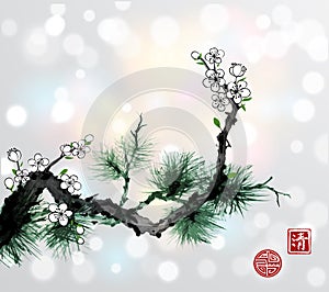 Green pine tree branch and white sakura cherry branch in blossom on white glowing background. Traditional oriental ink