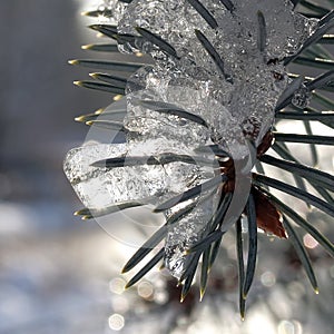 Green pine tree branche covered with tiny icicles