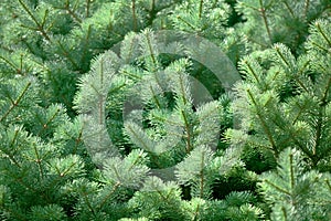 Green pine tree branches background close up, spruce twigs texture, fir branches pattern, coniferous forest natural ornament