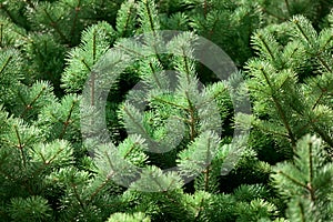 Green pine tree branches background close up, spruce twigs texture, fir branches pattern, coniferous forest natural ornament