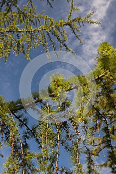 Green pine tree bunches photo