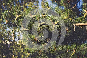 Green pine tree with cones.