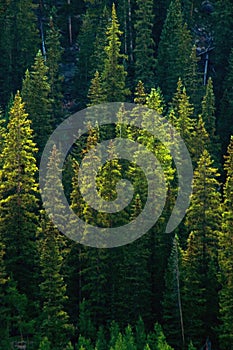 Green Pine tree Forest