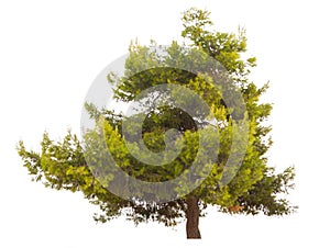 Green pine tree isolated