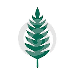 Green pine tree leaf on white background needle dark green