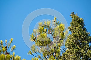 Green pine tree with long needles on a background of blue sky. Freshness, nature, concept