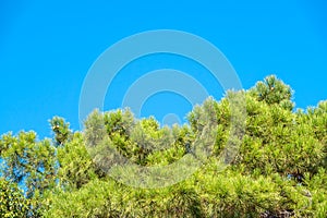 Green pine tree with long needles on a background of blue sky. Freshness, nature, concept. Latin: Pinus brutia