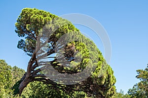 Green pine tree with long needles on a background of blue sky. Freshness, nature, concept. Pinus pinea