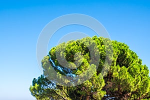 Green pine tree with long needles on a background of blue sky. Freshness, nature, concept. Pinus pinea