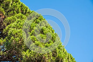 Green pine tree with long needles on a background of blue sky. Freshness, nature, concept. Pinus pinea