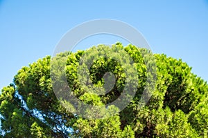 Green pine tree with long needles on a background of blue sky. Freshness, nature, concept. Pinus pinea