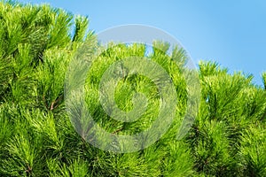 Green pine tree with long needles on a background of blue sky. Freshness, nature, concept. Pinus pinea