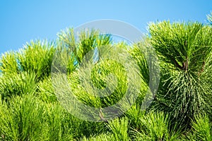 Green pine tree with long needles on a background of blue sky. Freshness, nature, concept. Pinus pinea