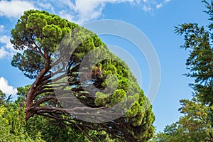 Green pine tree with long needles on a background of blue sky. Freshness, nature, concept. Pinus pinea