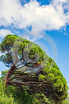 Green pine tree with long needles on a background of blue sky. Freshness, nature, concept. Pinus pinea