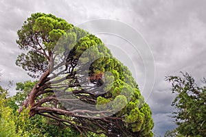 Green pine tree with long needles on a background of cloudy sky. Freshness, nature, concept. Pinus pinea