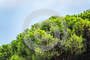 Green pine tree with long needles on a background of cloudy sky. Freshness, nature, concept. Pinus pinea