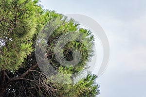 Green pine tree with long needles on a background of cloudy sky. Freshness, nature, concept. Pinus pinea