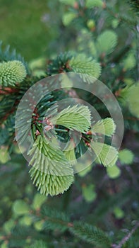 Green pine tree spring buds and needles