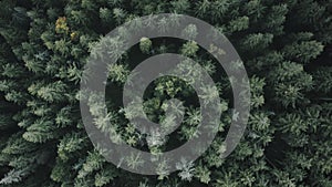 Green pine tree spruce forest aerial top down view. Dramatic nature background. Travel destination.