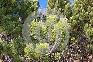 Green pine trees