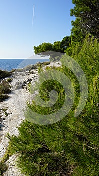 Green Pine trees on Adriatic Coastline near Pula, Croatia