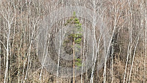 Green pine trees between bare birches in forest