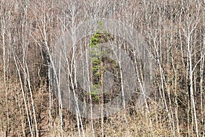 Green pine trees between bare trees in forest o