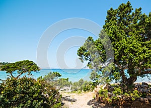 Green pine trees in Capo Coda Cavallo beach