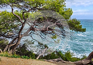 Green pine trees growing at the edge of the cliff. The wind-curved trunk with Sea and clouds in the background