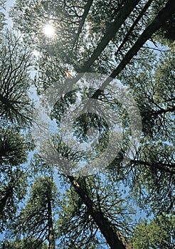 The green pine trees top in forest blue sky and sun beams shining through leaves