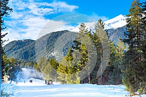 Green pine trees and white snow peak of the mountain behind