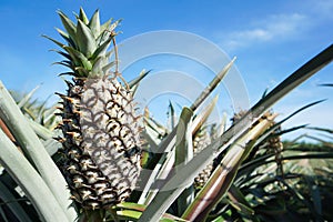 Green Pineapple plantation in summer day