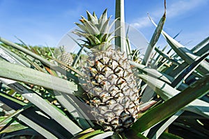 Green Pineapple plantation in summer day