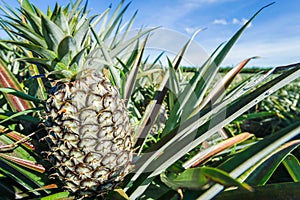 Green Pineapple plantation in summer day