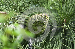 Green pinecone hanging on a pine branch.