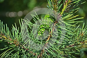 Green pinecone hanging on a pine branch. An unripe pine cone, Closeup young green pine cone