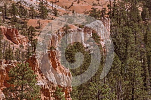 Green pines nestled among the white and orange sandstone of Bryce Canyon