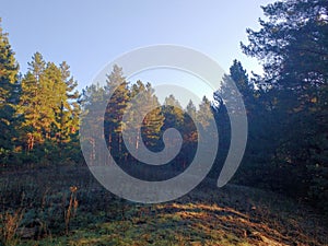 green pines, spruce, forest, white clouds on the blue sky, for postcards, business cards