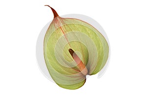 Green and pink anthurium flower on a white background.